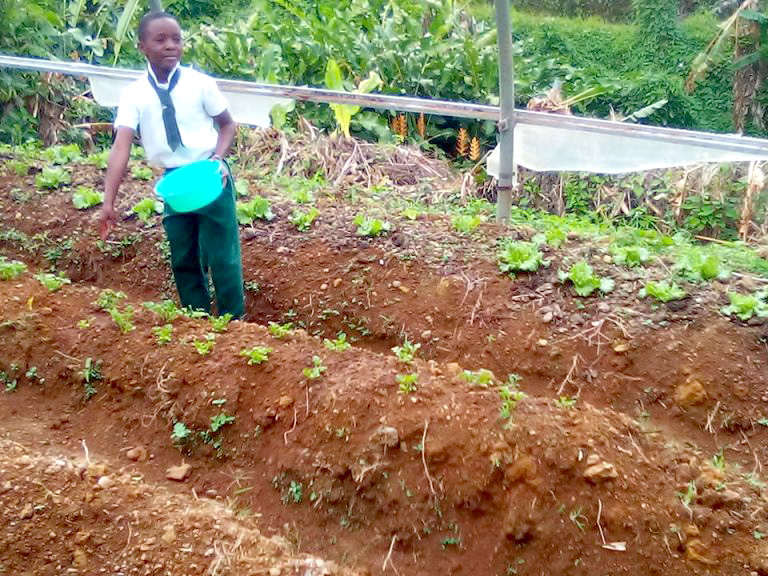 Dominica is inspiring young farmers