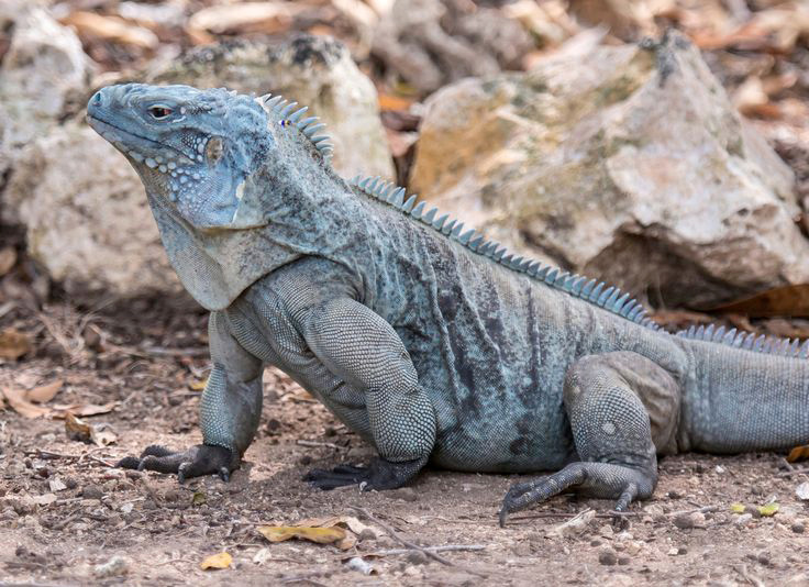 National Trust Raised Over $30,000 for Blue Iguana Conservation