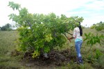 Honduras farmers turn to cashews