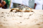 Spectators Gather for Annual Pirates Fest Turtle Release