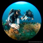 CCMI Scientists Dive Deep to Study Coral Adaptation