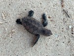 Record breaking turtle nesting season