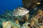 UK backs Little Cayman for UNESCO protection