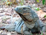 Lady Pop Heralds the Start of Blue Iguana Nesting Season