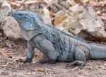 National Trust Raised Over $30,000 for Blue Iguana Conservation