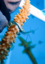 Illegal Coral Nursery Found at Smith Cove