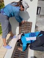 Turtle hatchlings found dead as artificial lights lead them away from sea