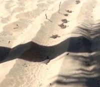 DoE urges residents not to dig up turtle nests