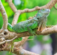 Green Iguana surveys for 2019 complete