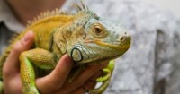 RCIPS & DOE Remind Iguana Cullers of Responsibilities