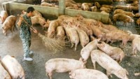 Philippines hit by African swine fever