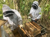 St Lucia stirs honey pot