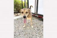 Adopt a Pet: This is Frank