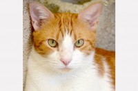 This is Clyde
