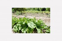 Sparkies Amazing Farm