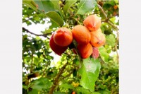 Understanding nature’s economy