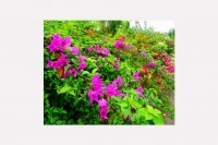 Joy of gardening