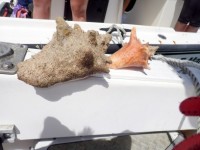 Conch and whelk open season starts Nov. 1