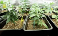 Jamaica and Harvard look at cannabis