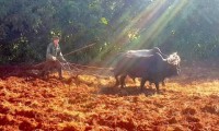 Cuba use oxen and horses to save fuel