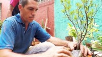 Cubans grow Chinese trees for cash