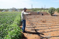 2019 Top Stories: East End’s sweet potato king