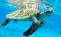 Dead Hawksbill Turtle found