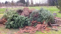 DEH set to collect Christmas trees for Mulch