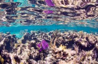 Money, knowledge and power needed to save reefs