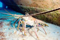 Reminder: Lobster season closes 1 March