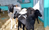 Then and Now: Agriculture – the mainstay of Cayman