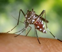 Mosquito problem worsened by Covid-19 restrictions