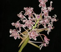 Community Notice: Botanic Park hosts Orchid Sale