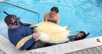 Female green turtle rescued from Swimming pool