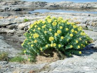 RHODIOLA - POWERFUL HERB
