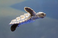 Santa Turtle stops by Cayman Brac