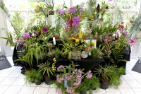 Botanic Park Orchid Show & Sale: A Springtime Oasis