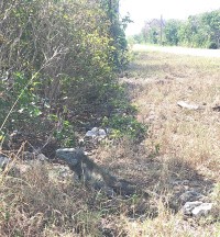BE MINDFUL OF BLUE IGUANAS NEAR THE ROAD