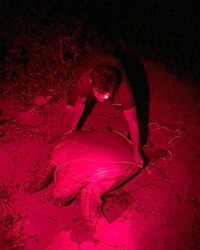 Nesting Green rescued from poachers