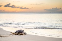 36,000 Green Sea Turtles released