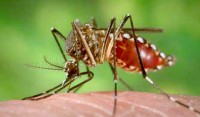 MRCU Expects “Significant Increase” in Mosquito Numbers in Coming Days