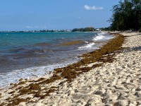 Sargassum not a clinical concern