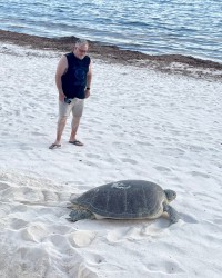 Visitors save stranded turtle