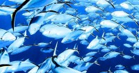 Blue Belt workshop planned to strengthen marine conservation