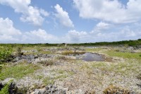 Sesuvium Marsh Habitat Land Acquisition