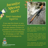 Invasive reptile spotted in Grand Cayman