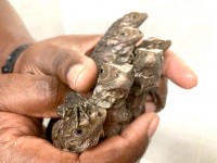 The Arrival of Blue Iguana Hatchlings