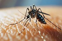 Cayman Residents Urged to Stay Vigilant Against Vector Borne Diseases (Oropouche and Dengue)