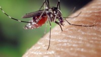 MRCU Issues Mosquito Advisory Ahead of Easter Weekend