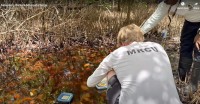 MRCU Teams Tackle Another Mosquito Surge